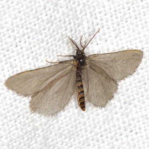 Réf. 358 733 : Rebelia plumella